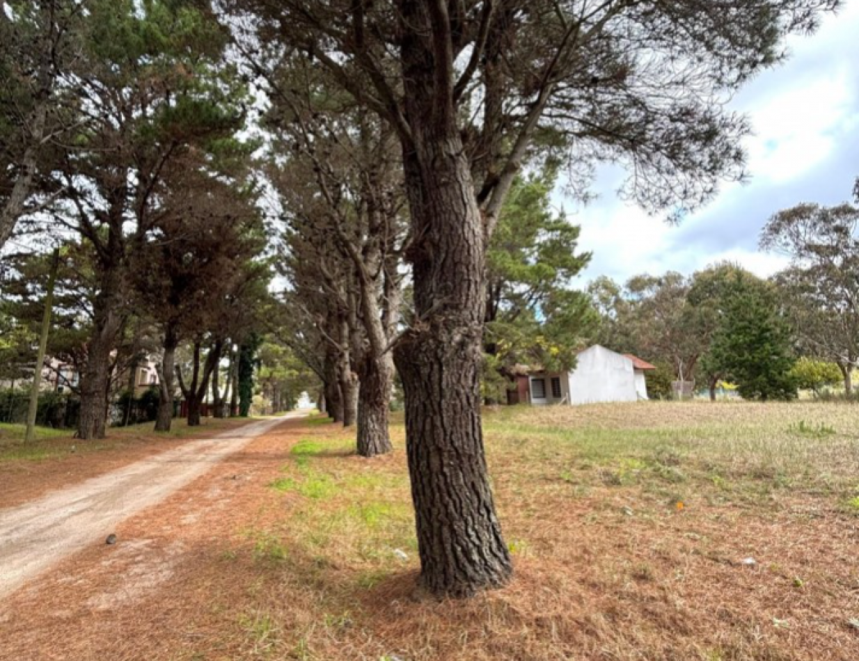 LOTE