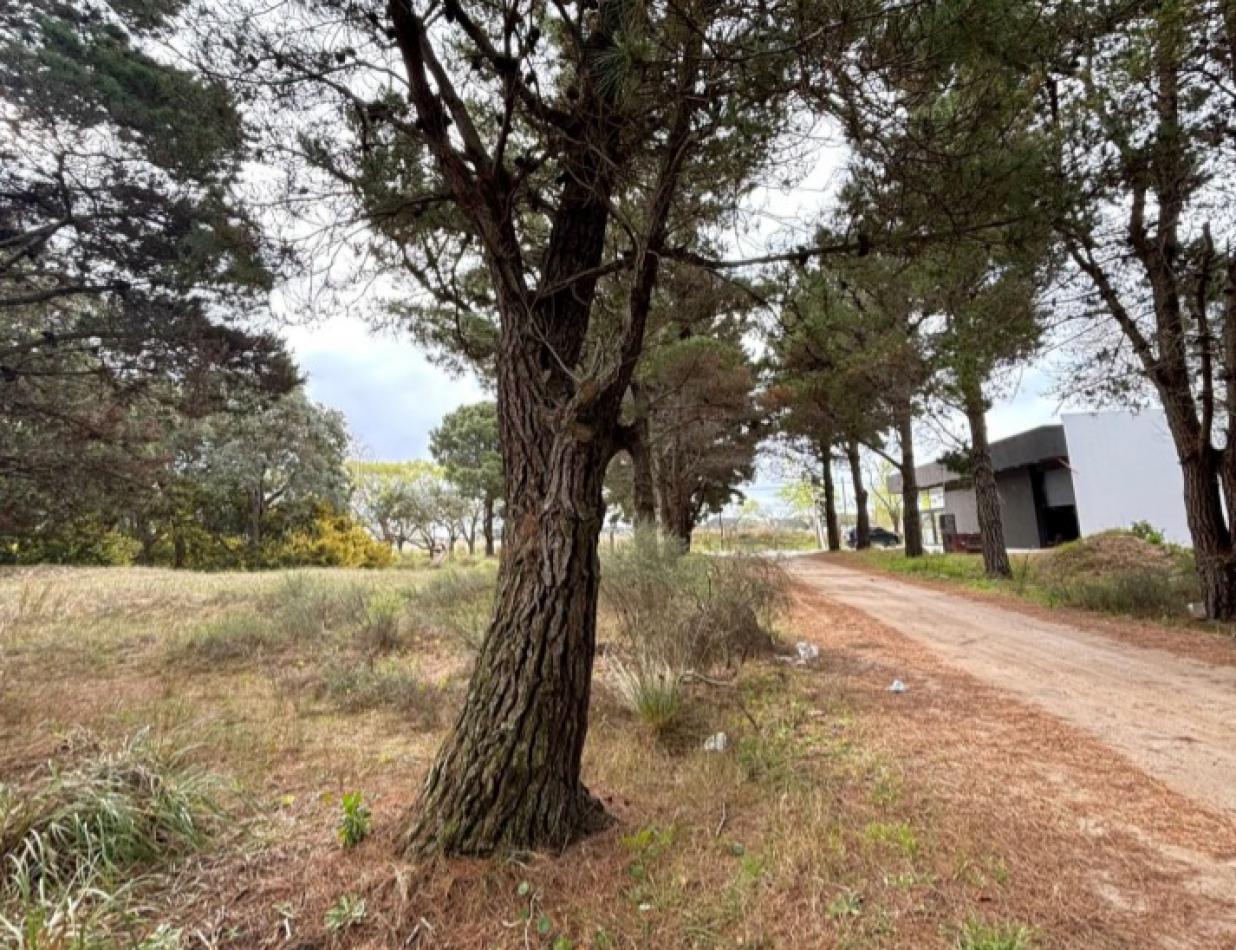LOTE