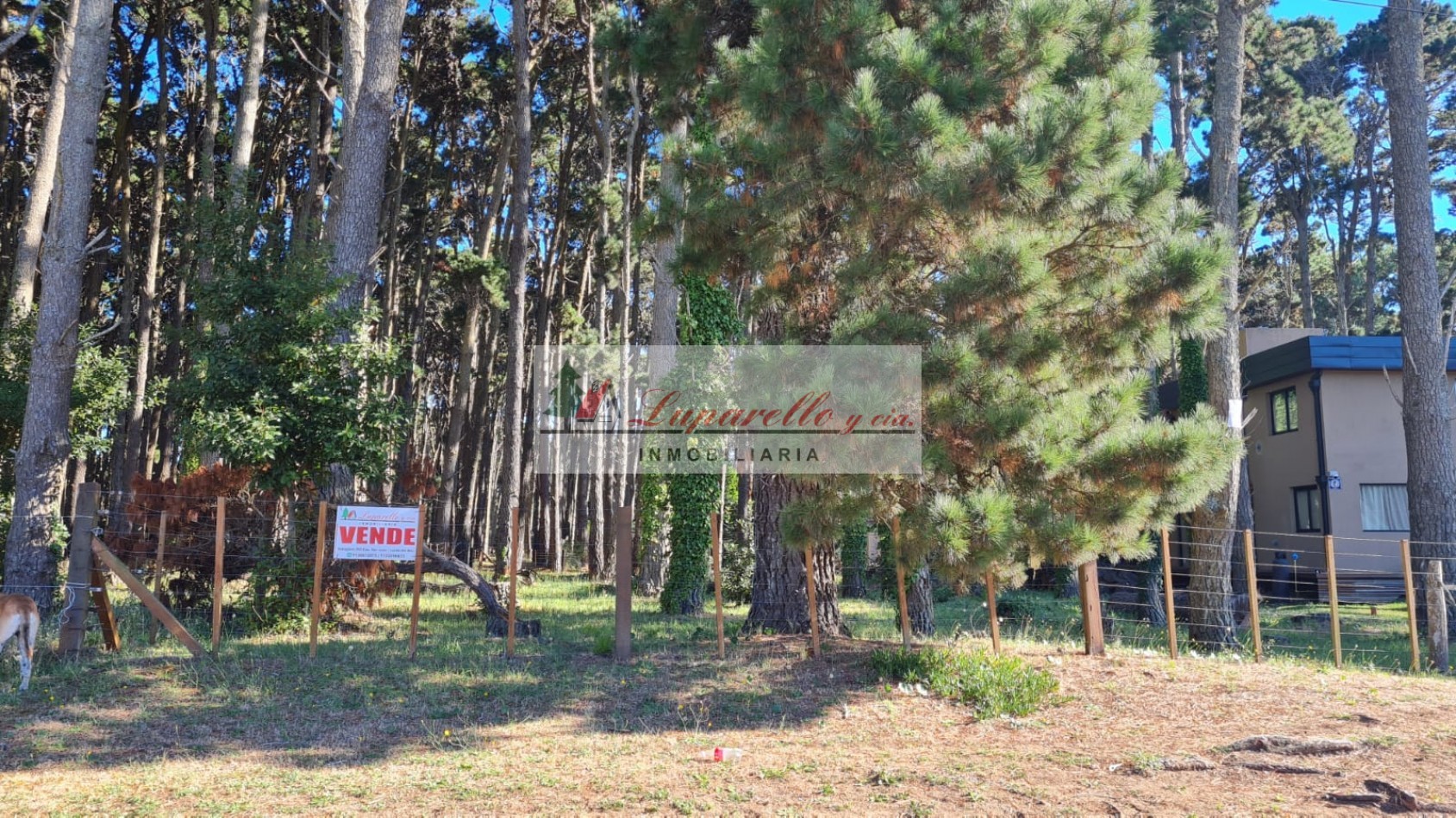 LOTE 20X50