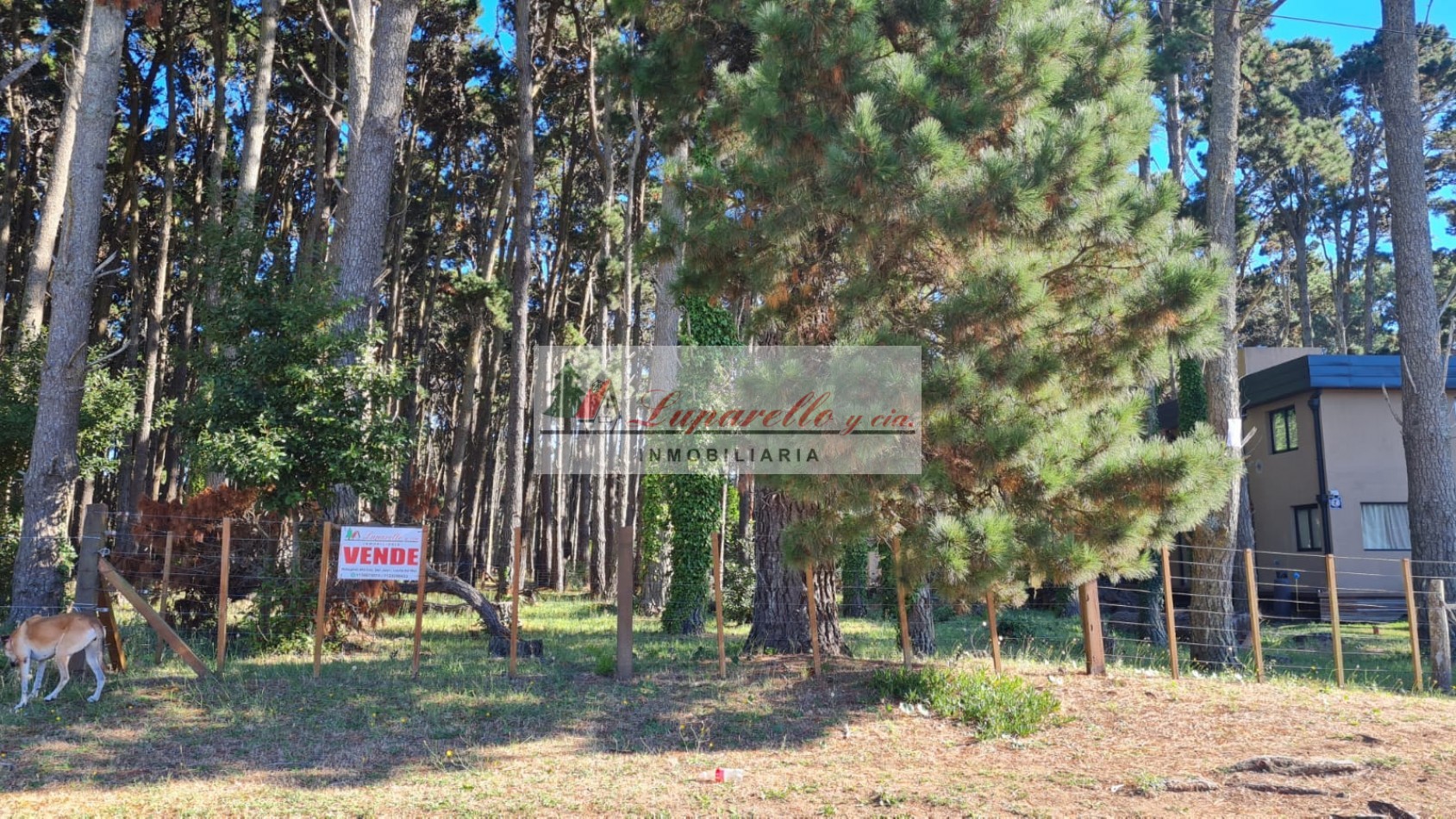 LOTE 20X50