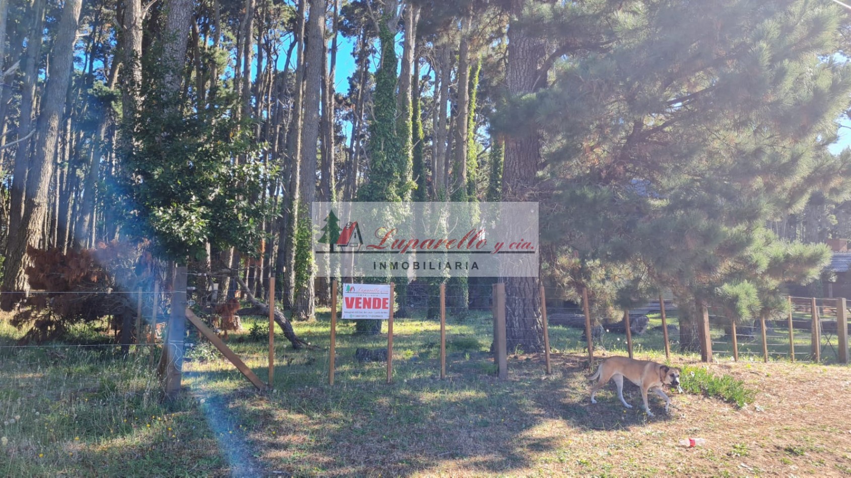 LOTE 20X50