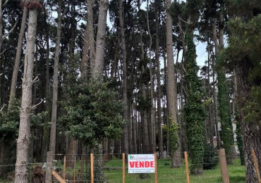 LOTE
